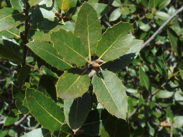 Quercus Wislizeni Interior Live Oak Leaves